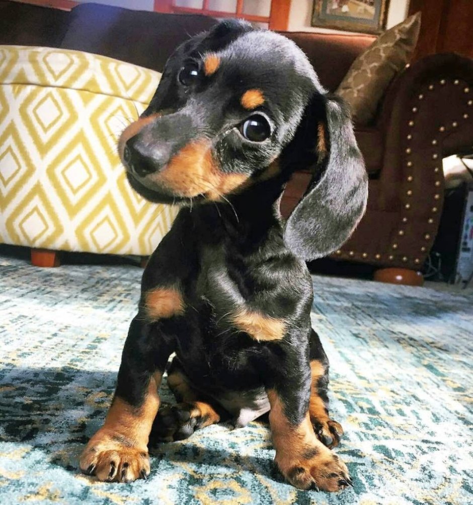 Короткошерстная такса щенок