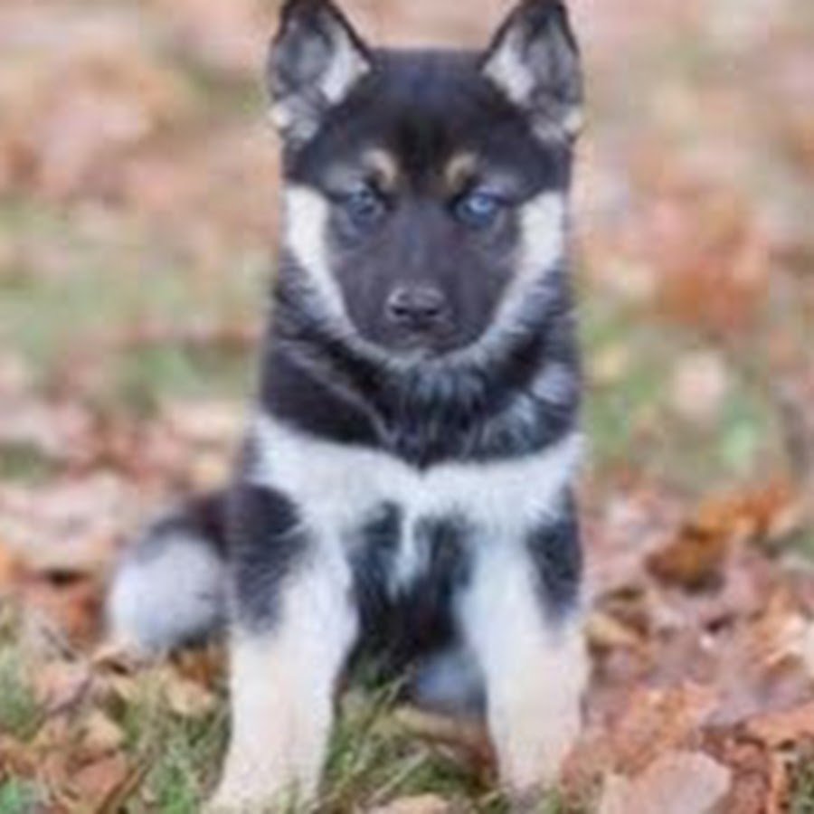 Щенок черный хаски агути