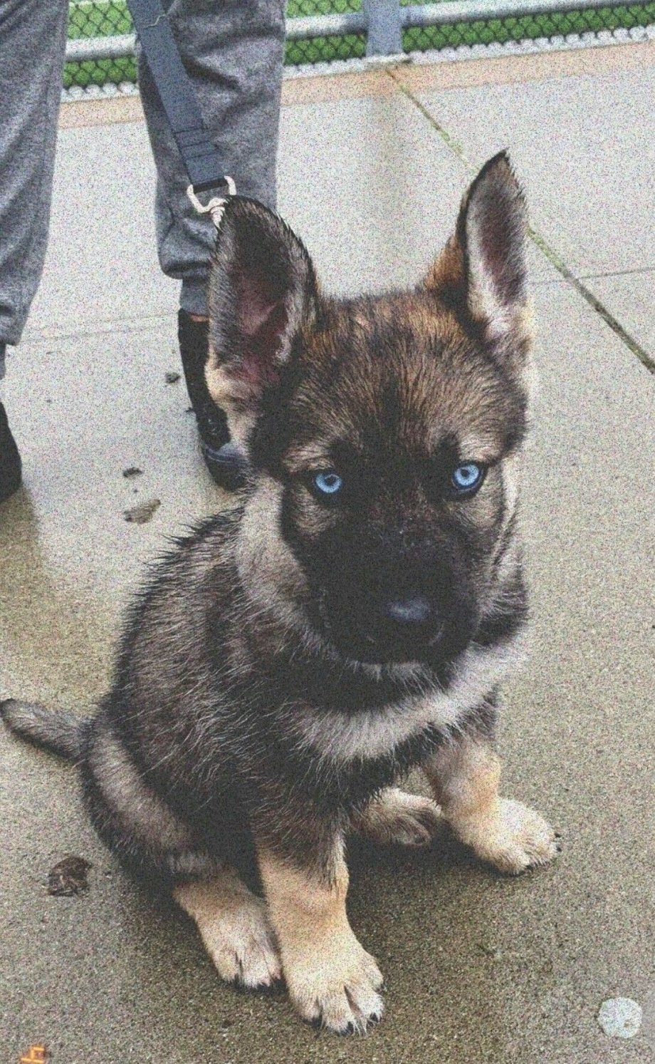 Щенки хаски и овчарки