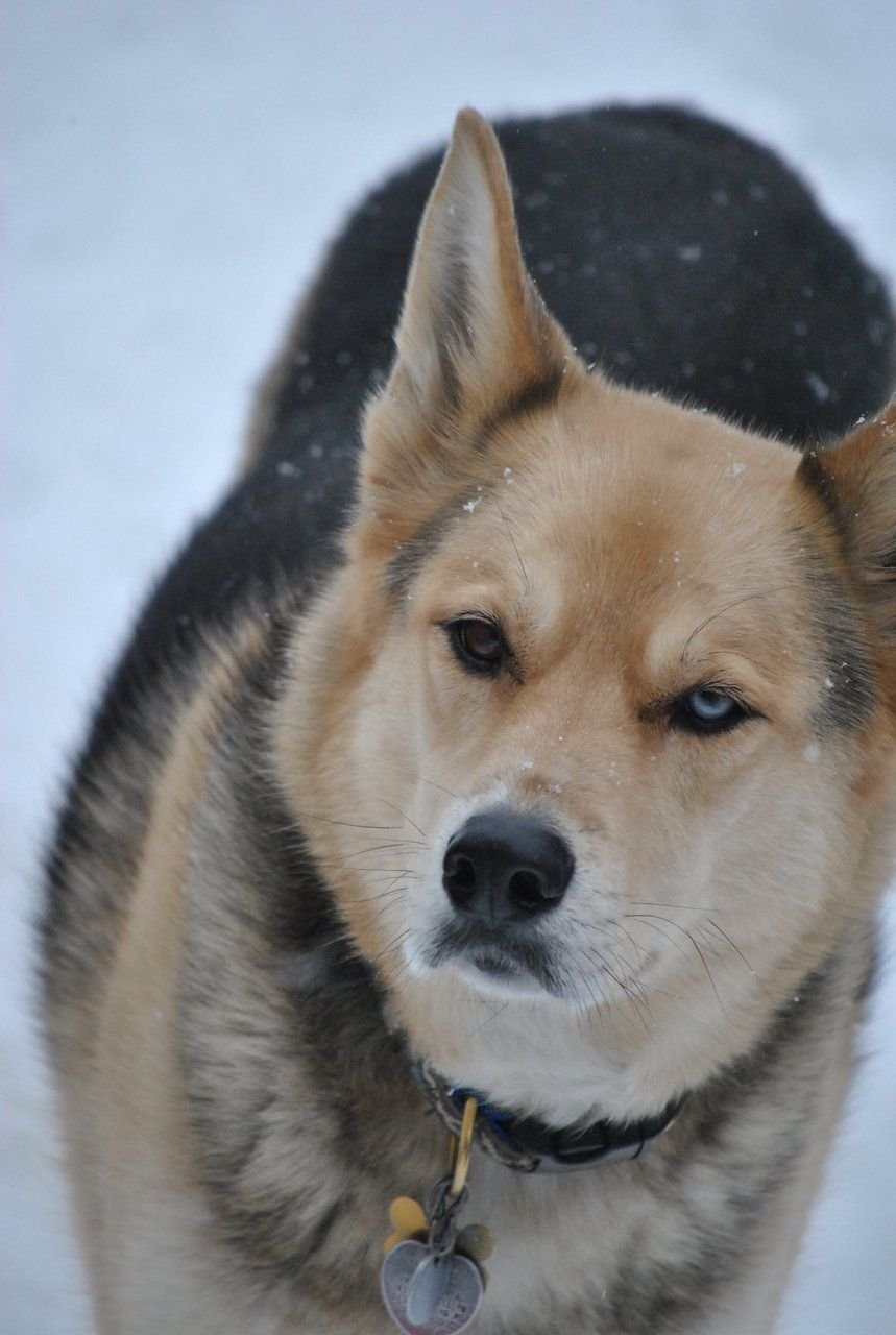 Австралийский Шепард помесь хаски