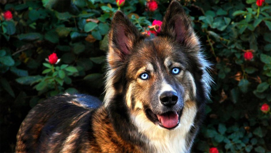 Метис хаски и овчарки