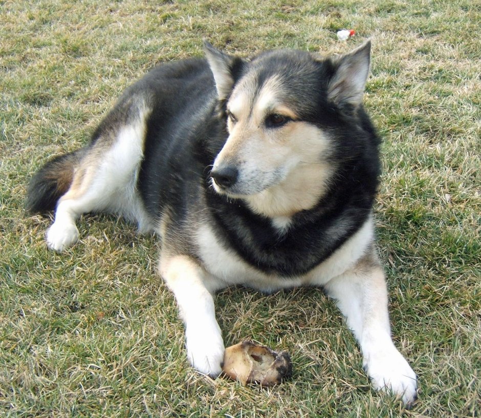 Метис хаски и овчарки