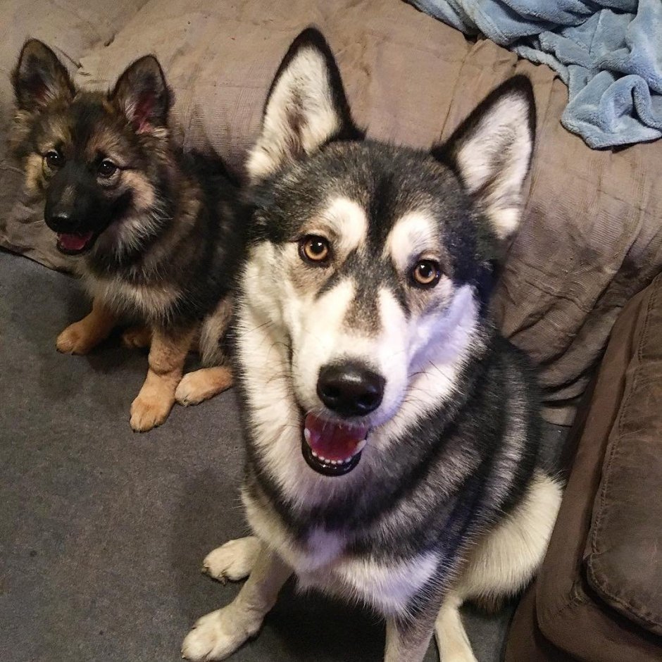 Метис немецкой овчарки и хаски