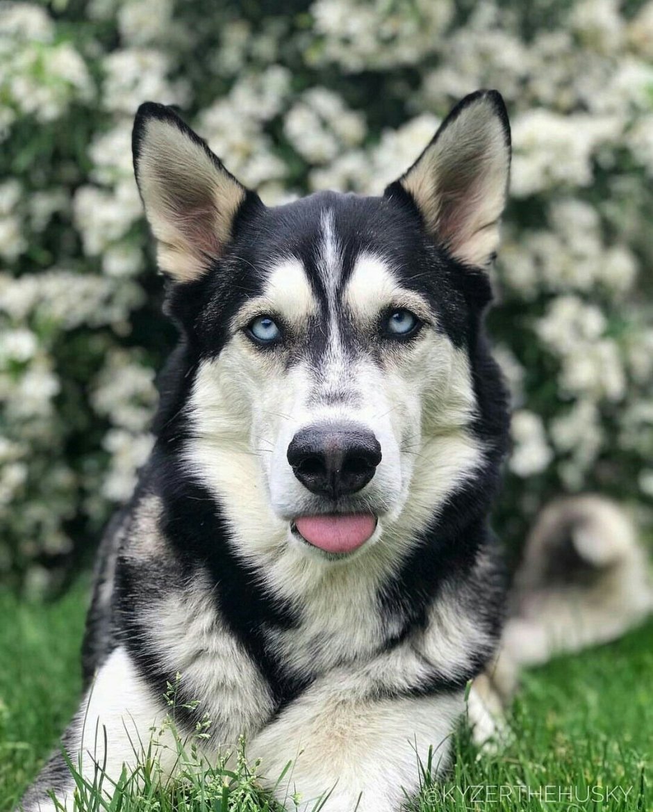 Порода хаски метисы