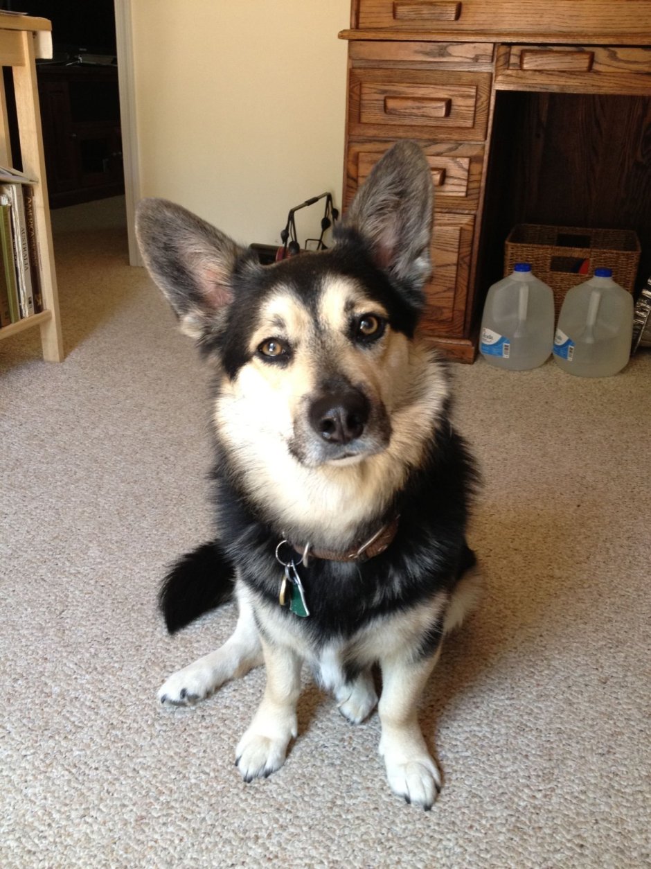 Метис корги и овчарки