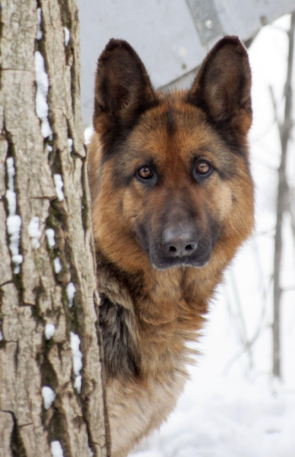 Метис лайки и овчарки рыжий