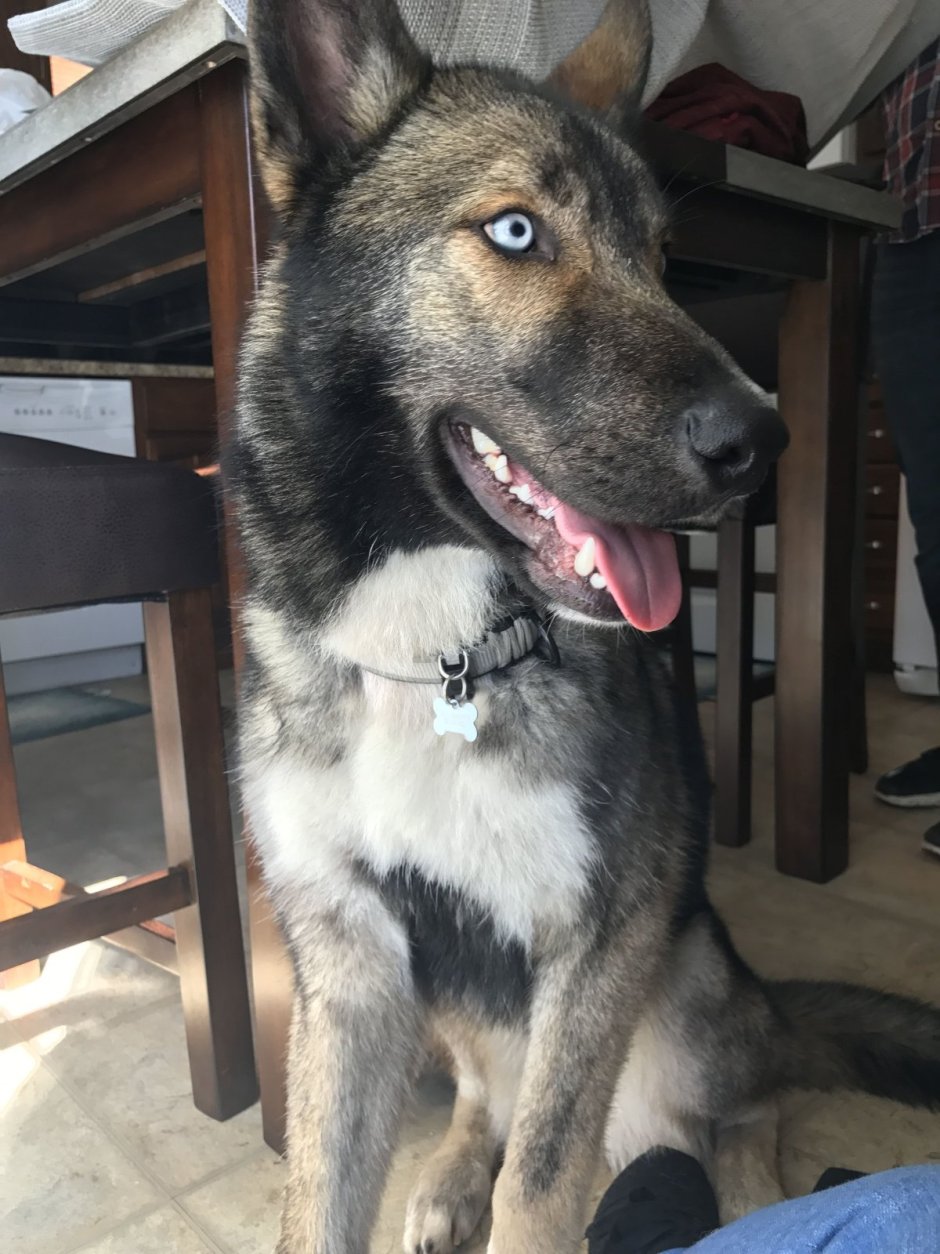 Помесь хаски и овчарки