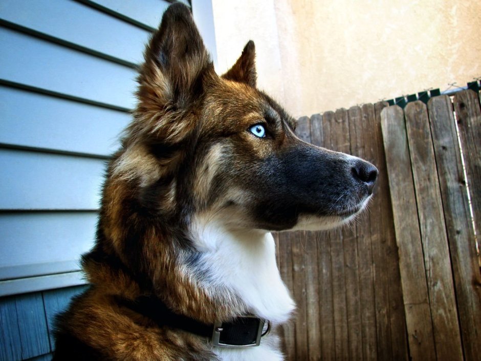 Немецкая овчарка Шеферд хаски