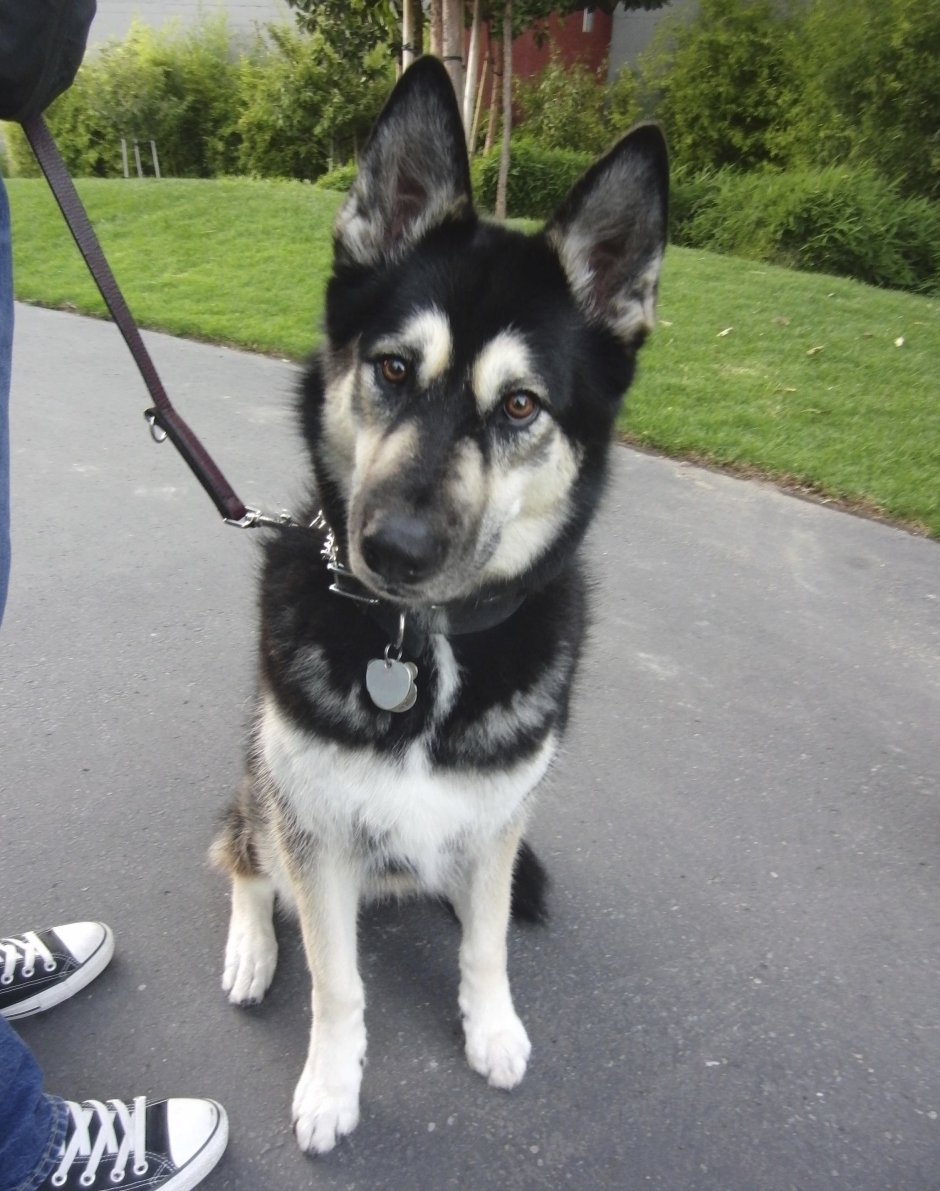 Герберийский шепски