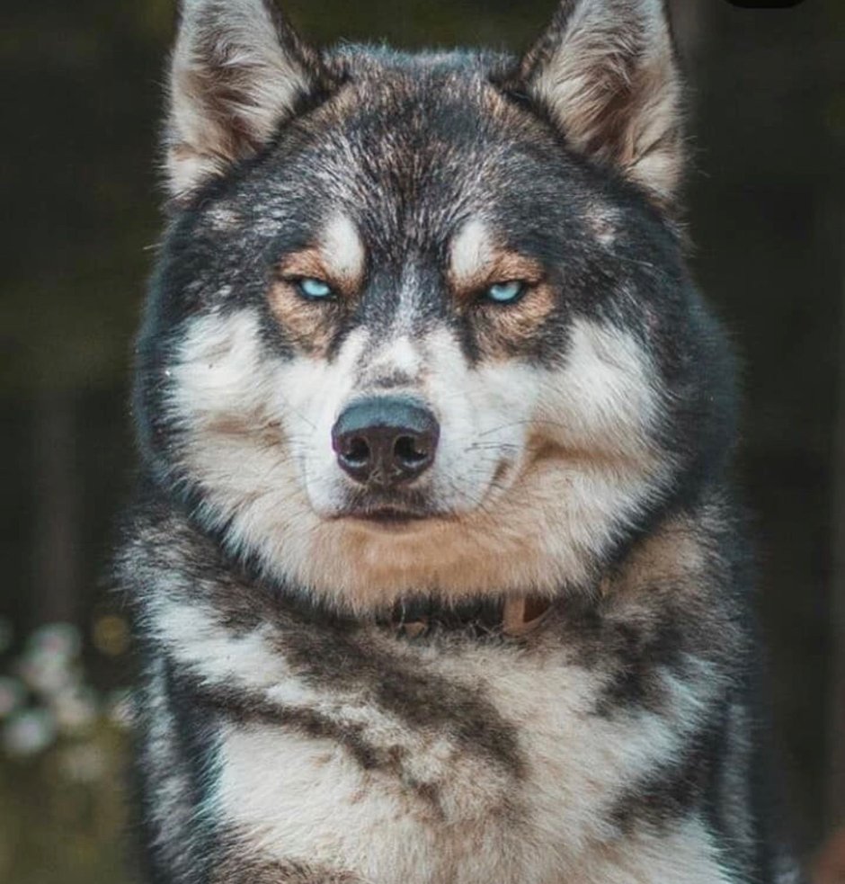 Волкособ хаски