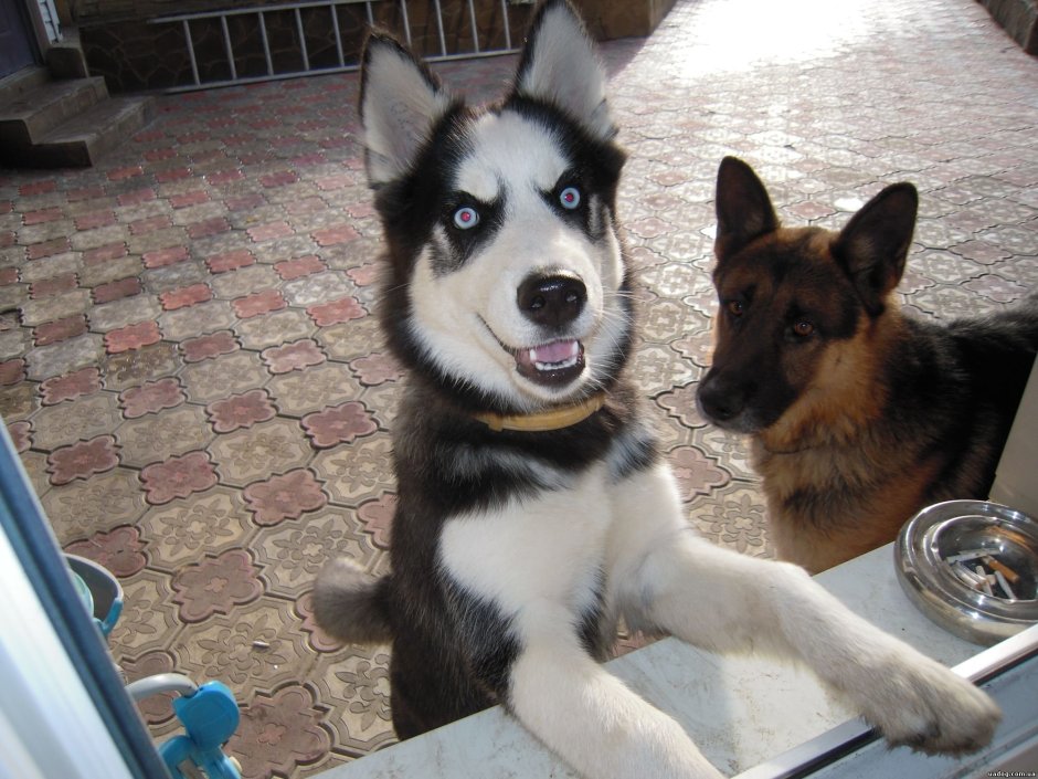 Шепси порода собак