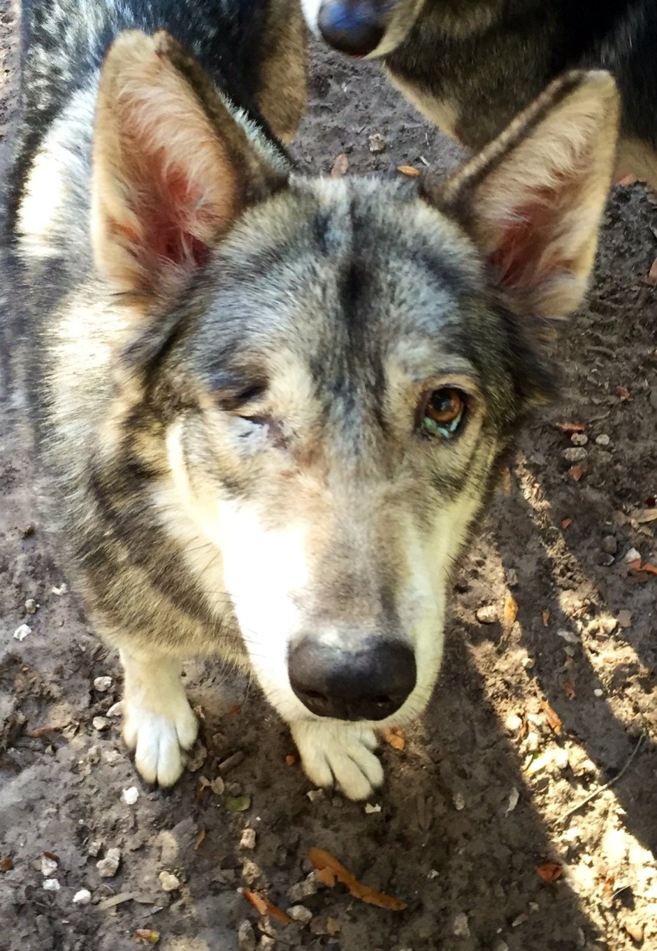 Помесь хаски и овчарки