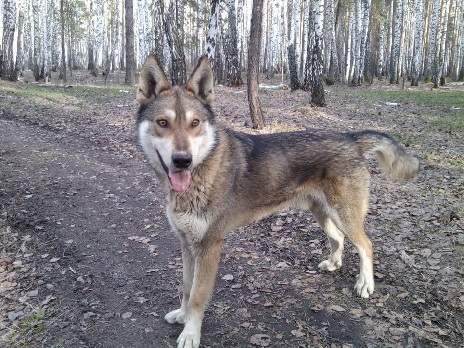 Помесь лайки и овчарки