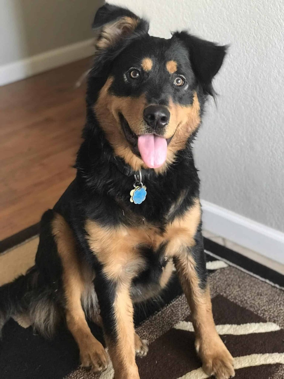 Метис овчарки и ротвейлера