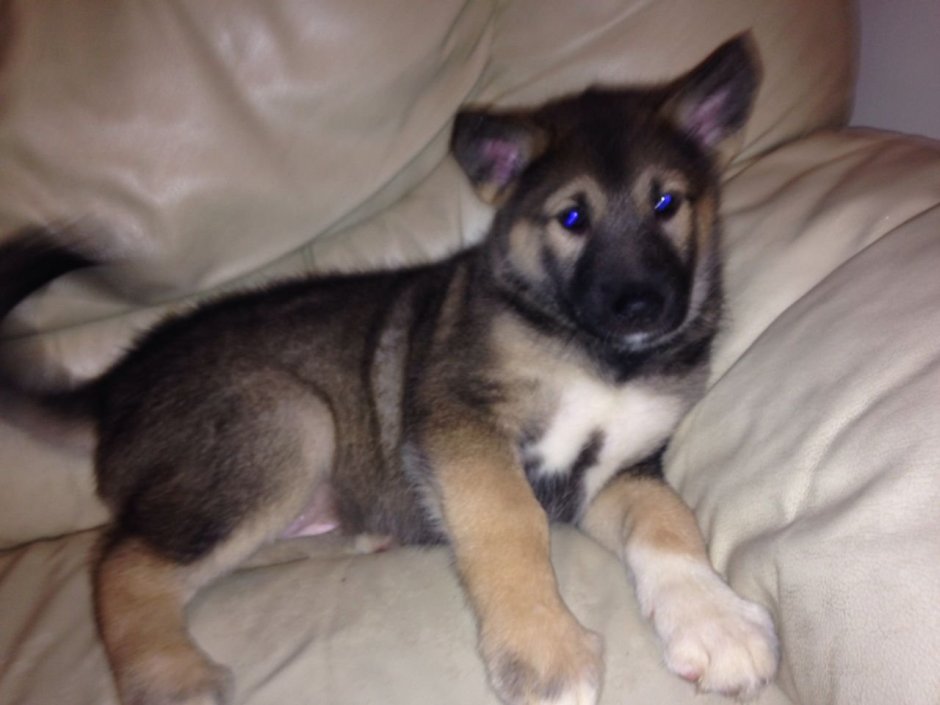 Метис овчарки щенок 3 месяца