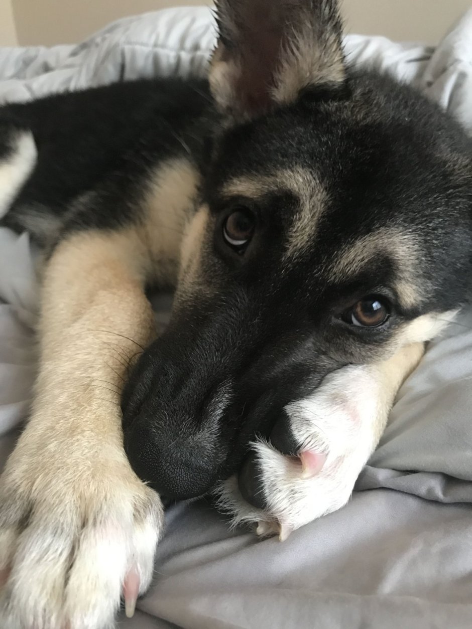 Щенки хаски и овчарки