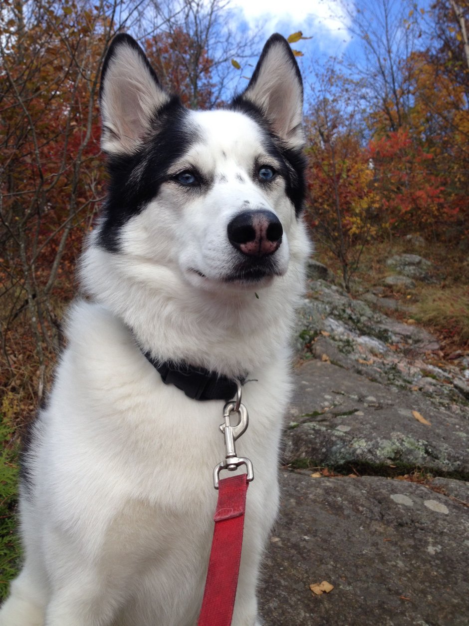 Герберский шепски