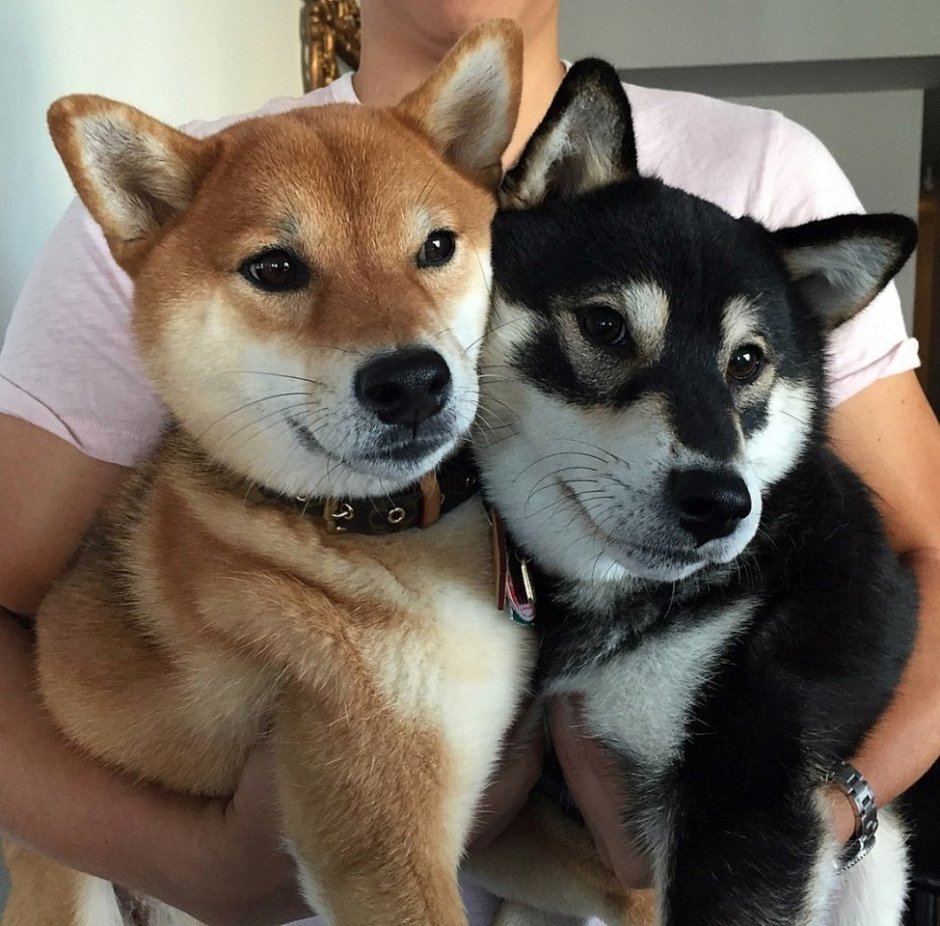 Метис сиба ину и хаски