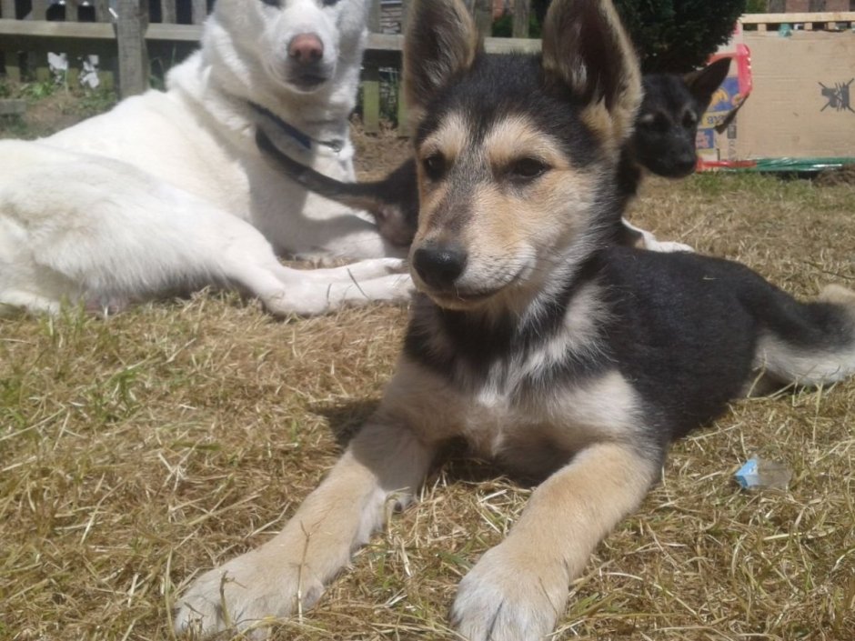 Помесь лайки и хаски и немецкая овчарка