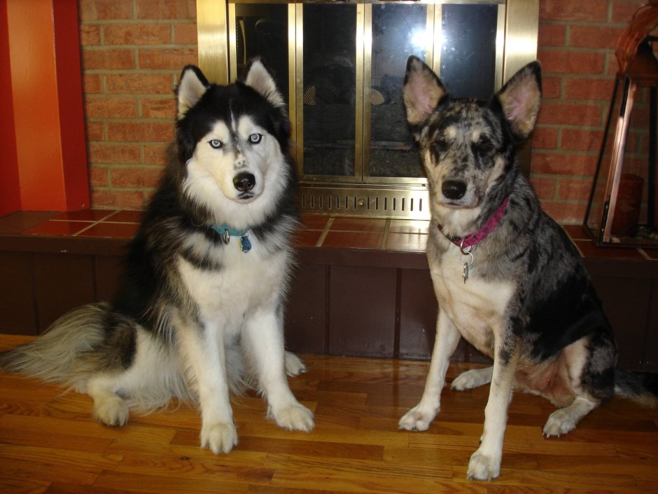 Восточноевропейская овчарка и хаски