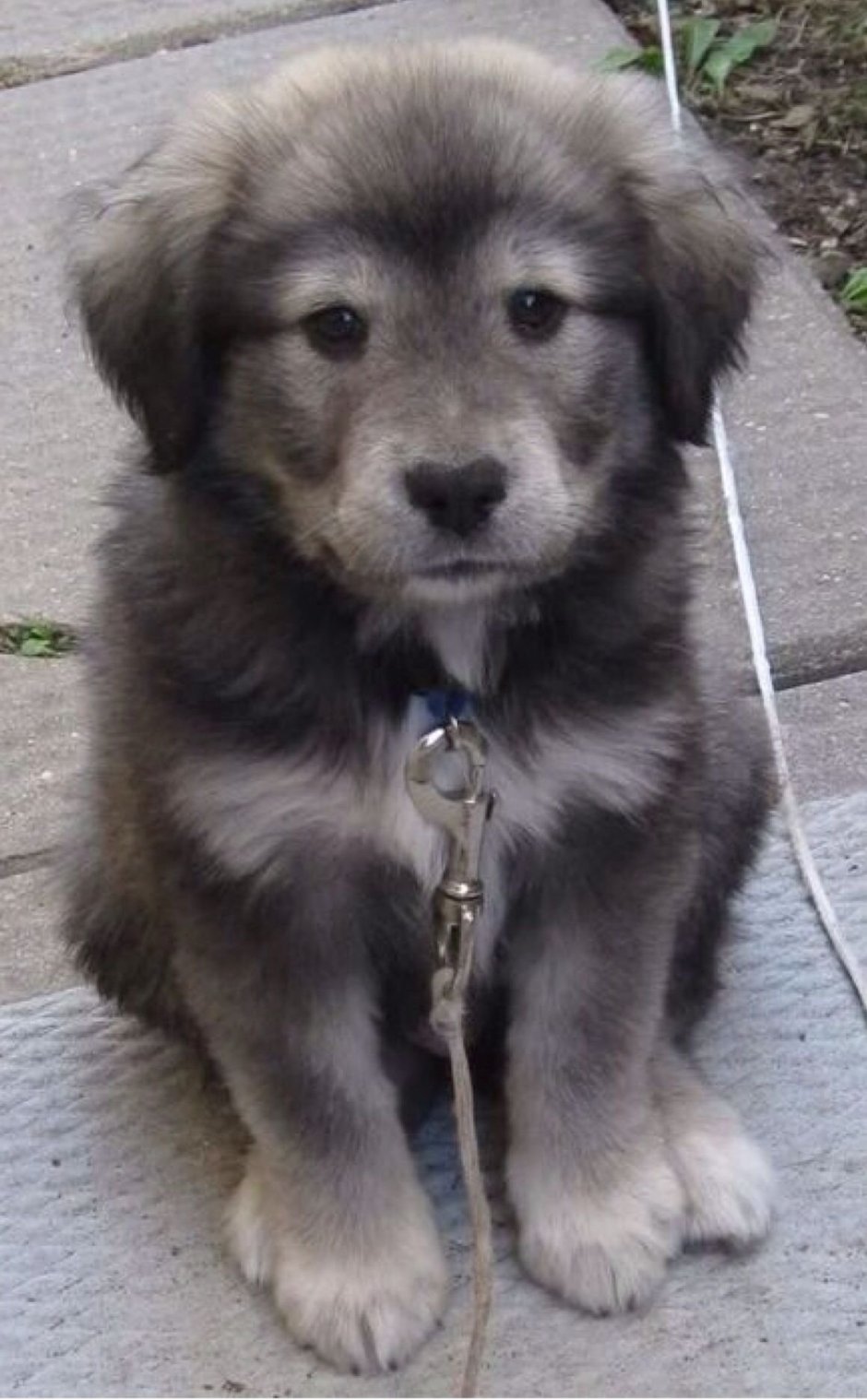 Помесь хаски и золотистого ретривера