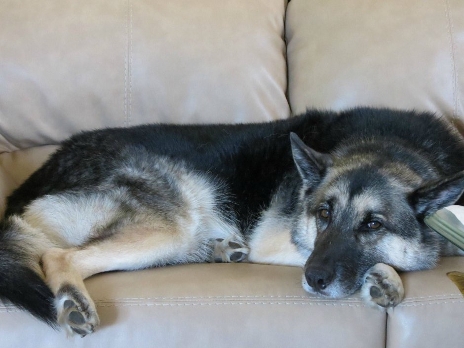 Восточно-европейская овчарка смешанная с хаски