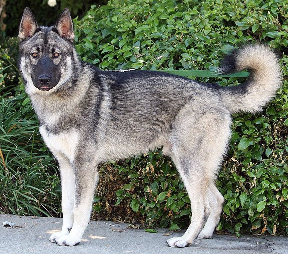 Сибирский хаски и немецкая овчарка