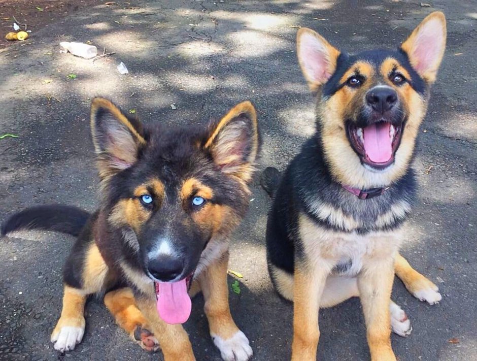German Shepherd Husky Mix