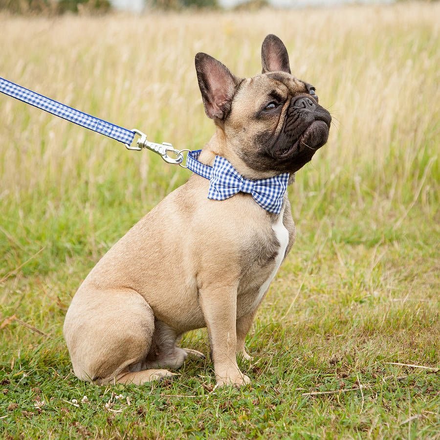 Французский бульдог Чивас