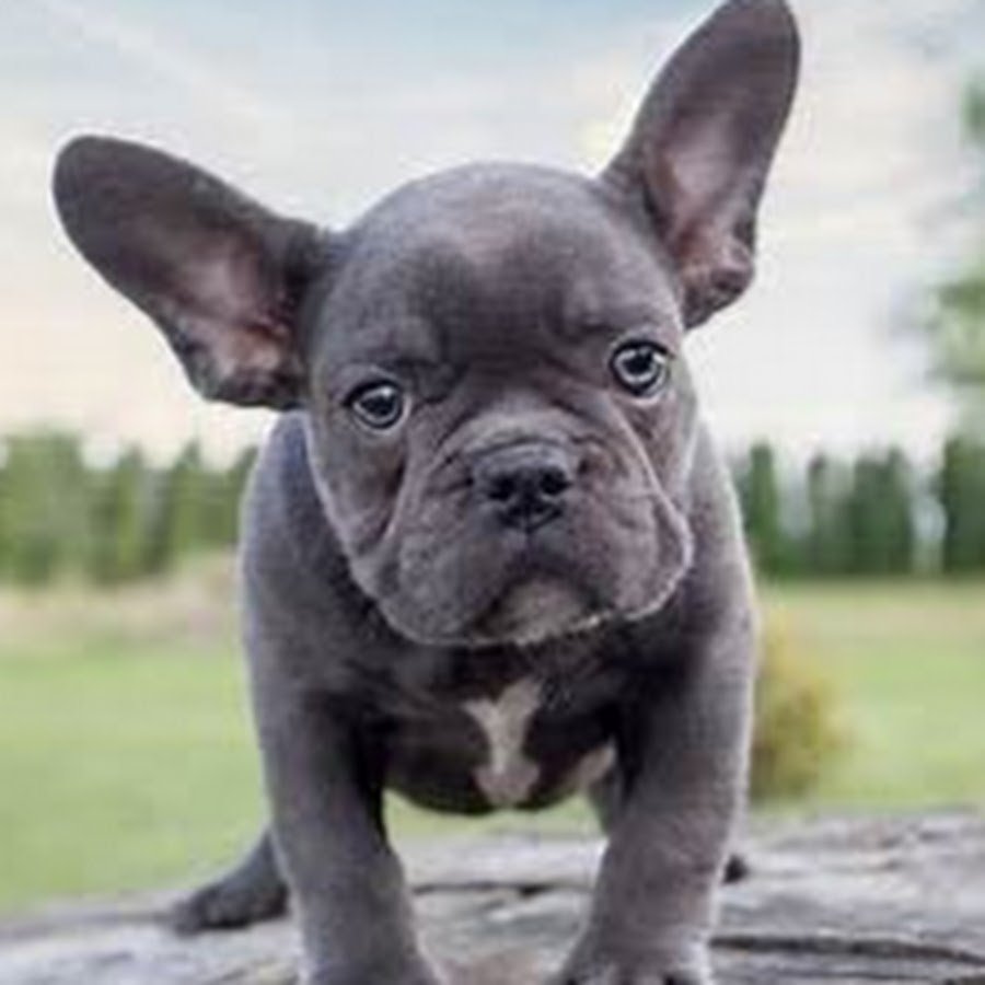 Собака французский бульдог