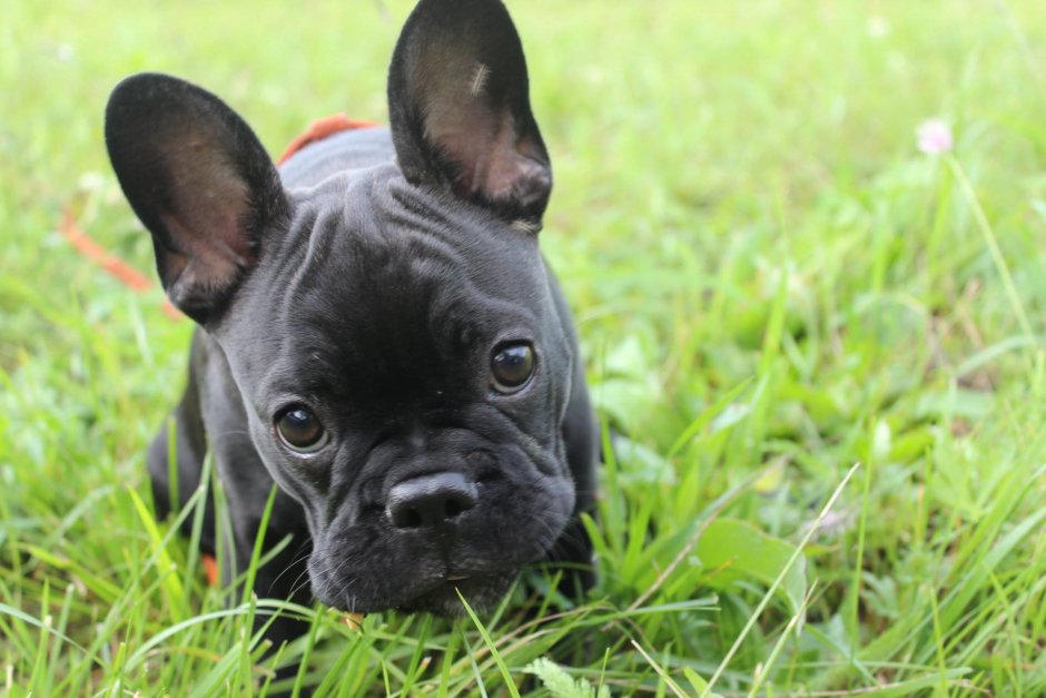 Французский бульдог