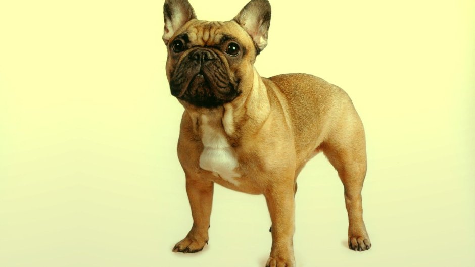 Животные собаки французский бульдог