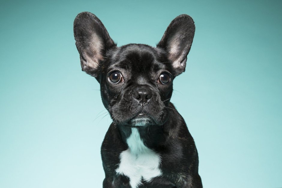 Французский бульдог буч