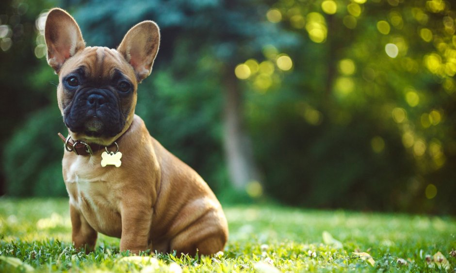 Ирландский бульдог