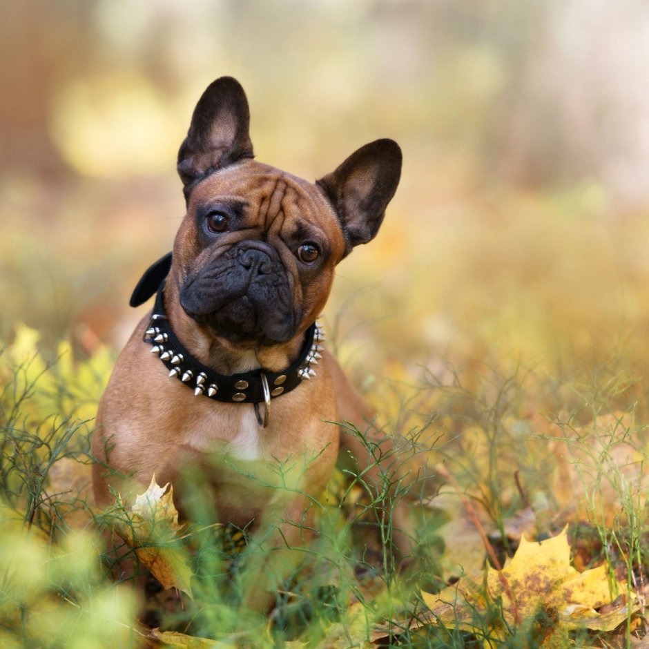 Порода собак похожая на французского бульдога