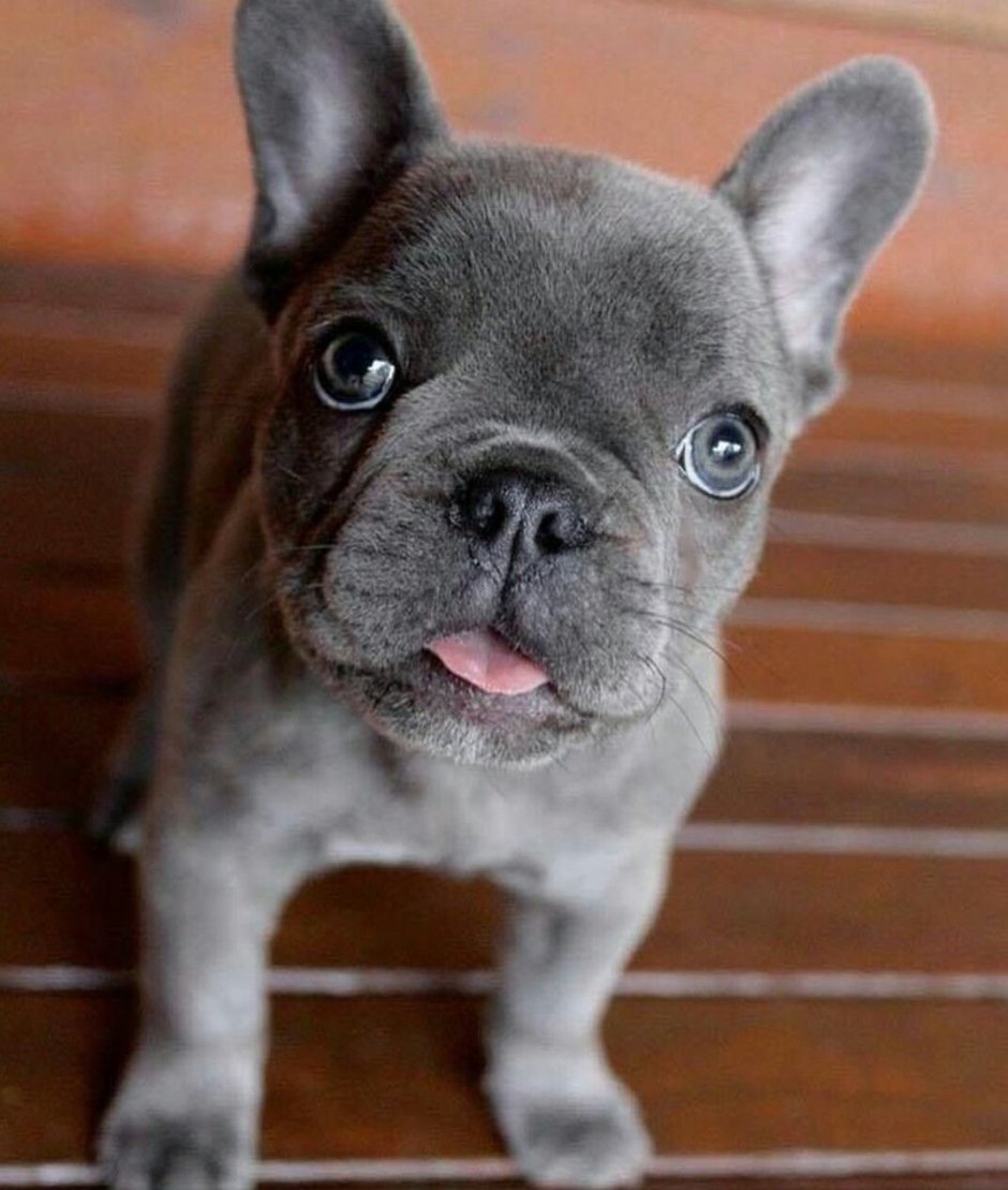 Порода французский бульдог