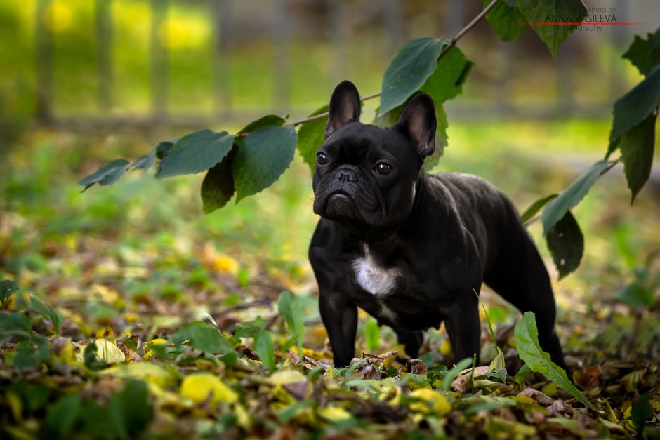 Французский бульдог окрас Изабелла