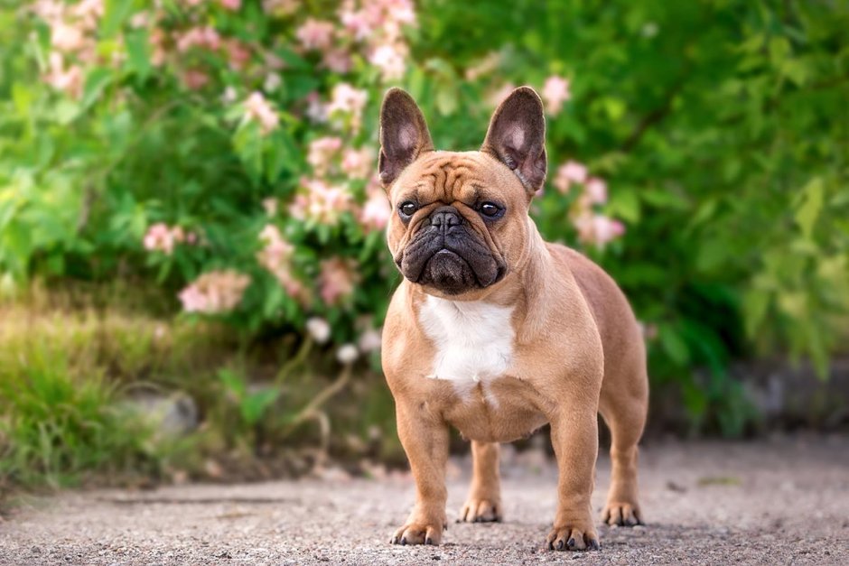Французский бульдог