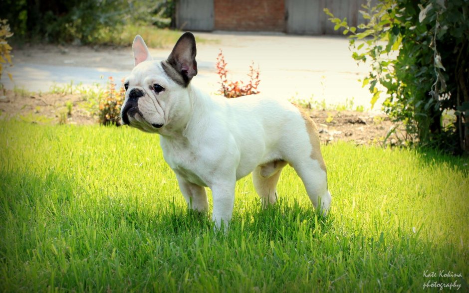 Французский бульдог, Маханько