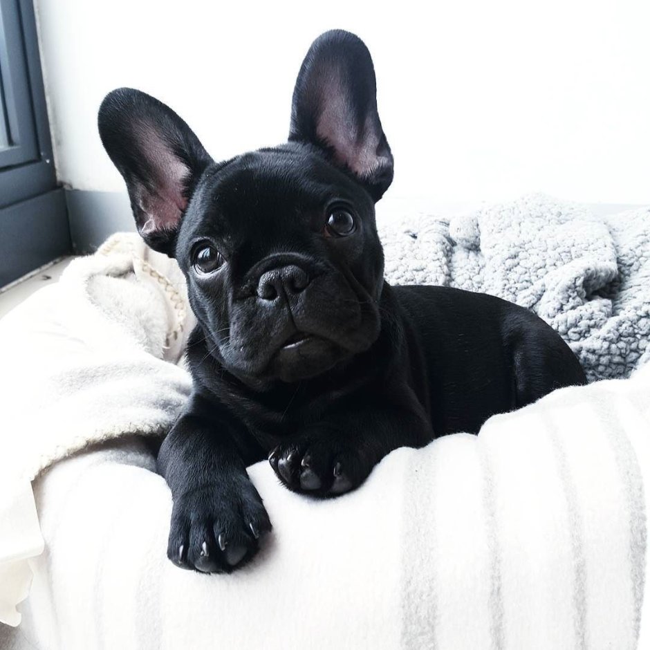 Мопсы и мопсики