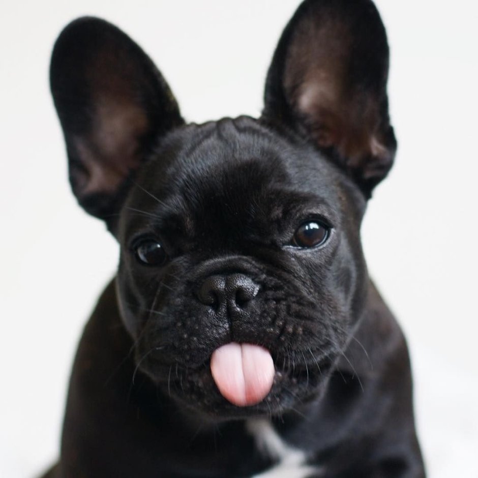 Французский бульдог американской селекции