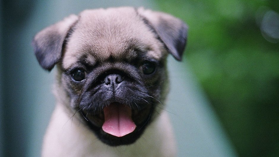 Французский бульдог черный