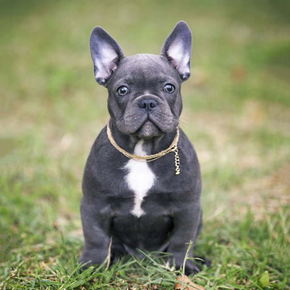 Французский бульдог кобель