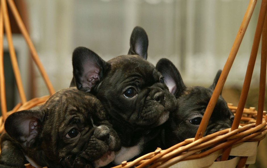 Французский бульдог стандарт FCI