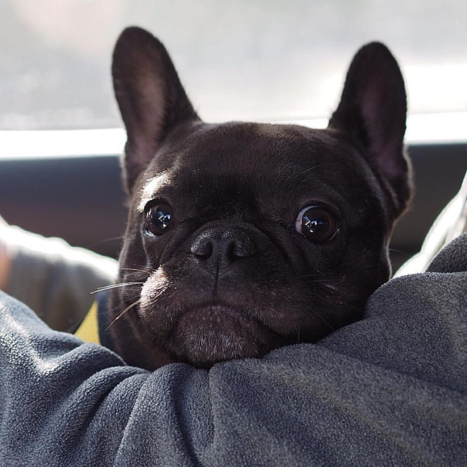 Французский бульдог