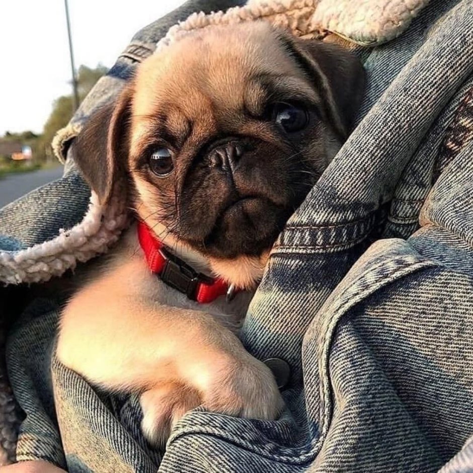 Французский бульдог