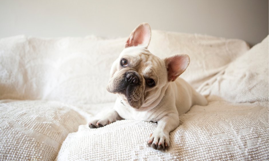 Собака КФРАНЦУЗСКИЙ бульдог в стойке