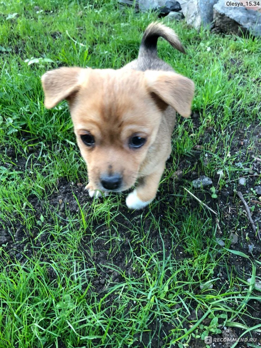 Дворняжка терьер