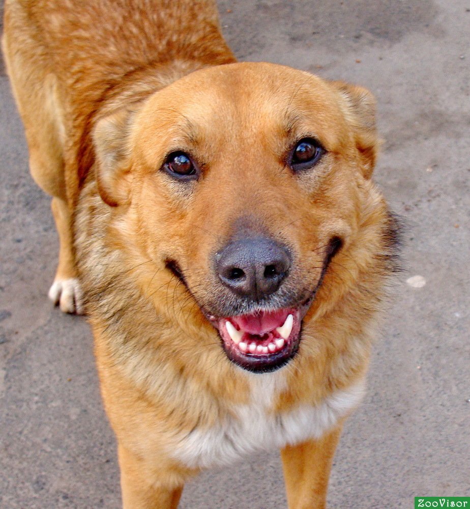 Беспородная собака дворняжка рыжая