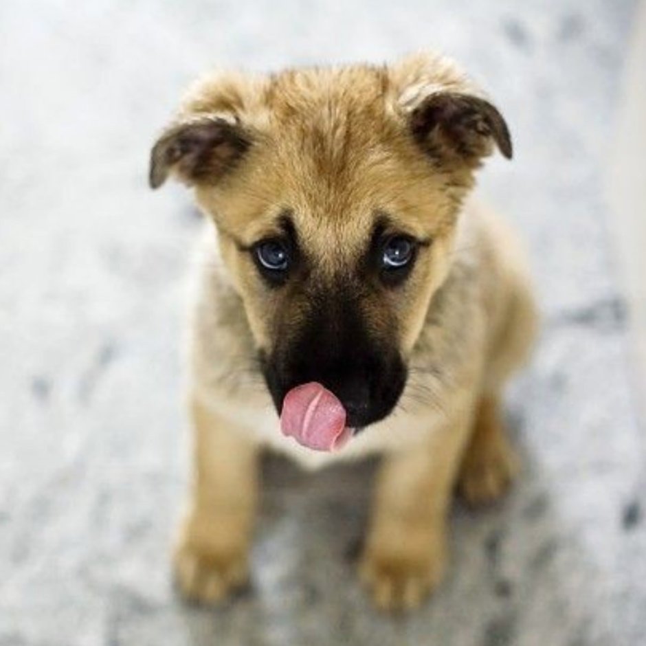 Милый не сердись